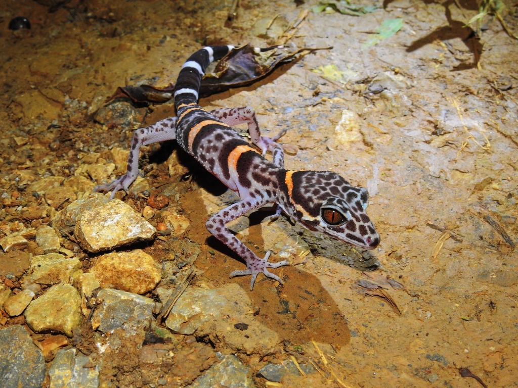 Chinese Leopard Gecko