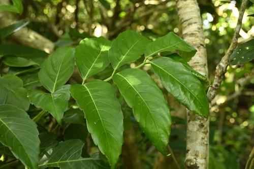 Leea philippinensis, photograph 5