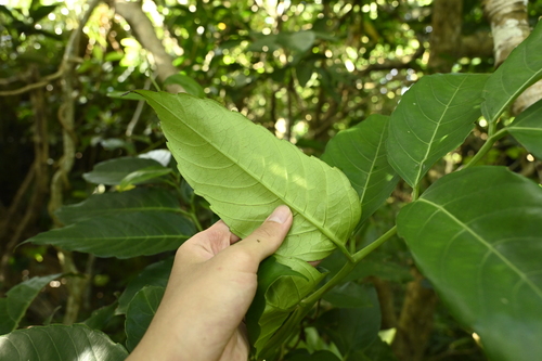 Leea philippinensis, photograph 6