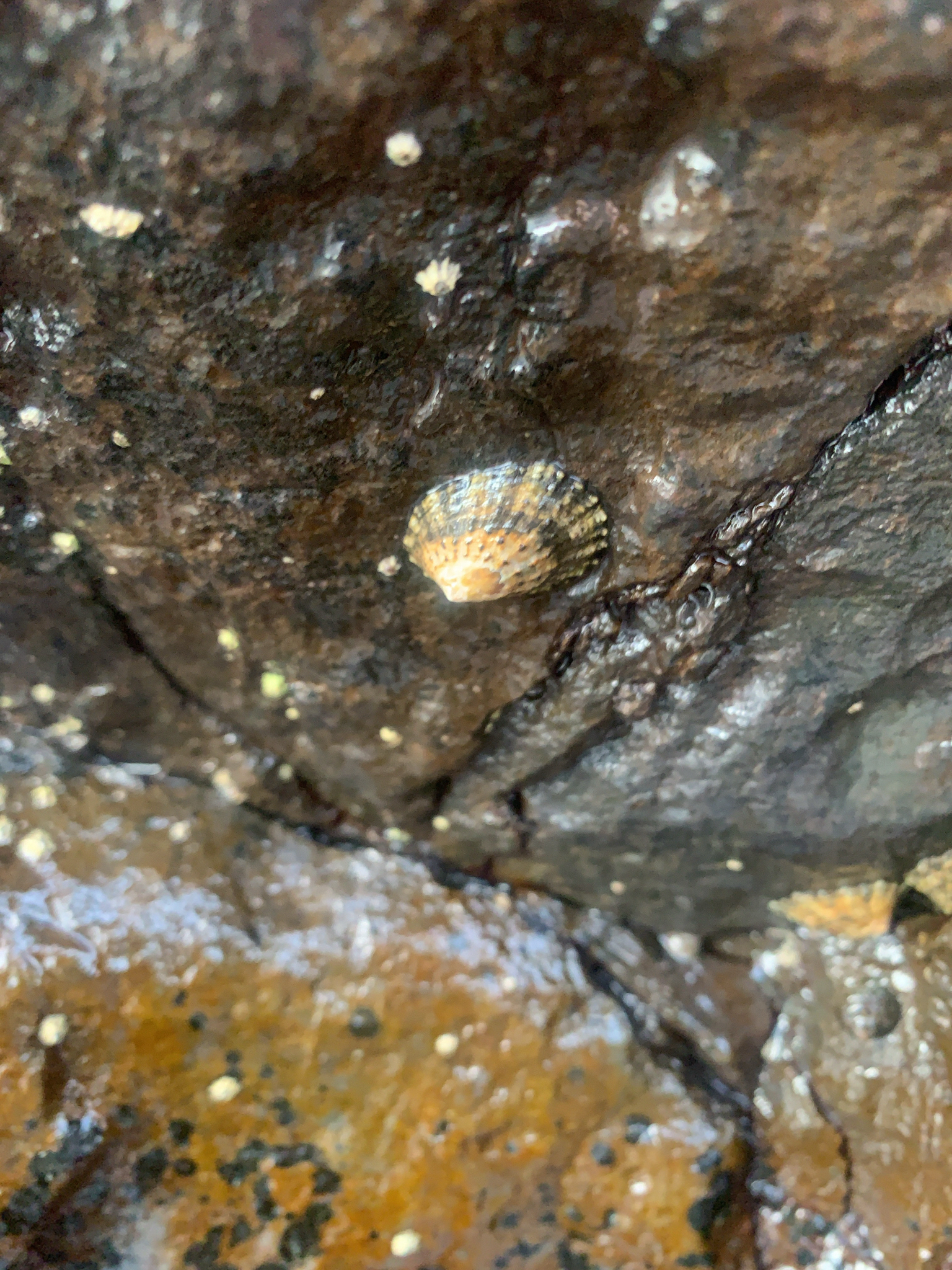 Patella piperata