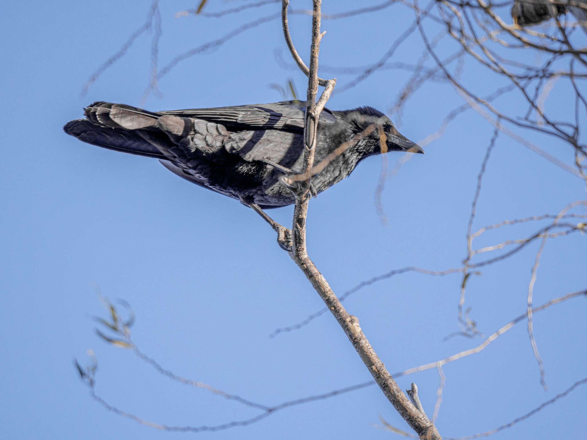 Carrion Crow