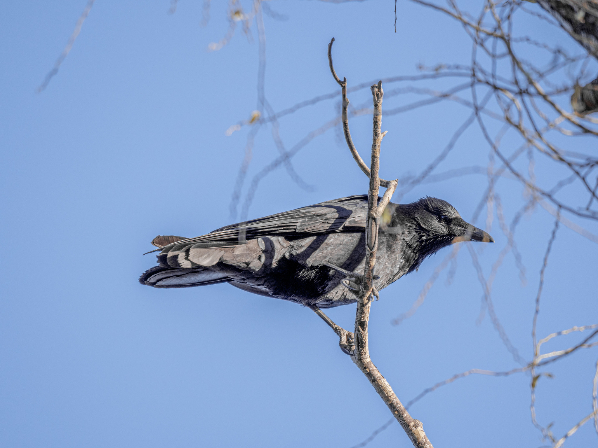 Carrion Crow