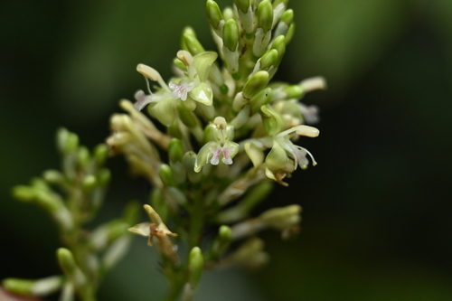 Alpinia flabellata, photograph 4