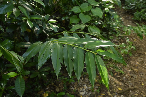 Alpinia flabellata, photograph 6