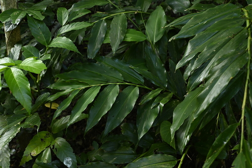Alpinia flabellata, photograph 5