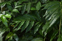 Alpinia flabellata, photograph 曾昱承 Yu-Cheng Zeng, CC BY, iNaturalist via GBIF