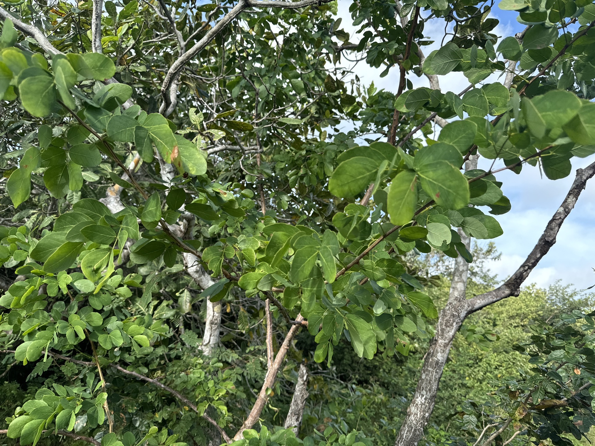 Mimosa caesalpiniifolia