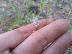 Polygala mariana