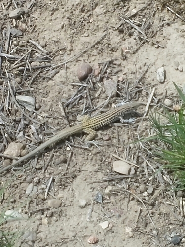 Colorado Checkered Whiptail