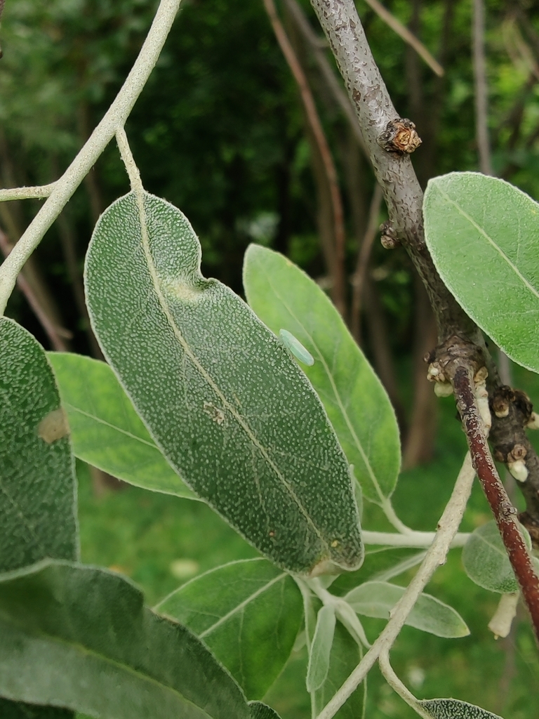 Macropsis elaeagni