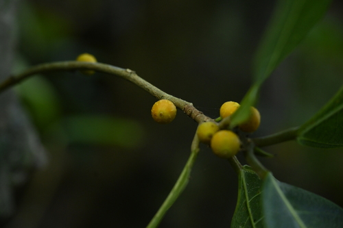 Ficus cumingii, photograph 6