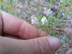 Polygala mariana