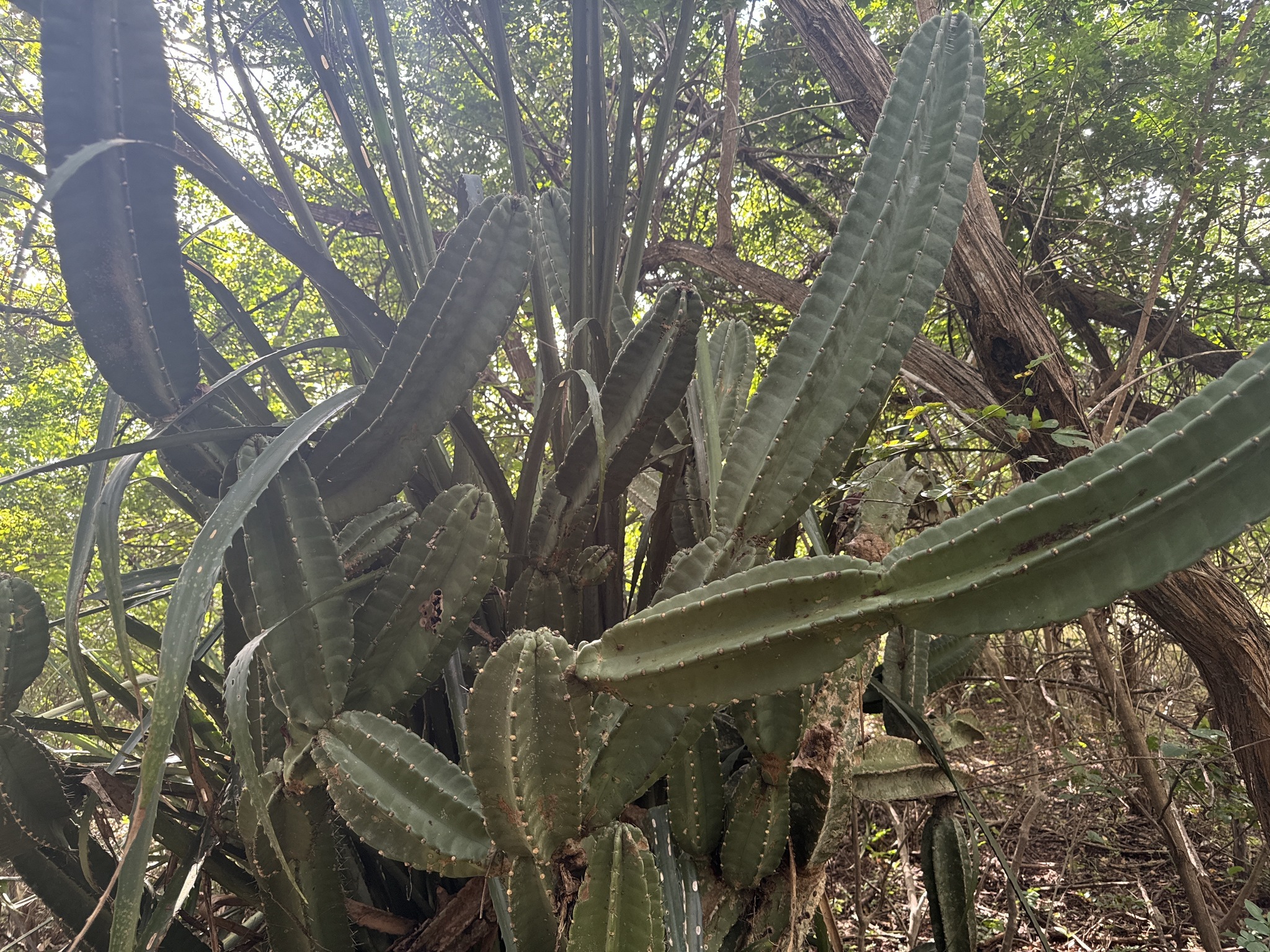 Cereus jamacaru