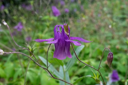 Aquilegia yabeana, photograph 4