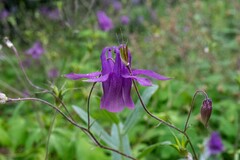 (c) Jiao Sun (孙娇), some rights reserved (CC BY) Aquilegia yabeana, photograph (c) Jiao Sun (孙娇), some rights reserved (CC BY)