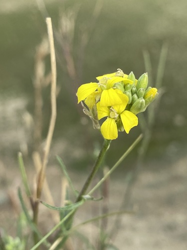 Image of Erysimum diffusum by (c) Елена Патерикина, some rights reserved (CC BY)