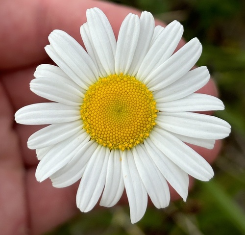 Leucanthemum vulgare observed 2024-06-28