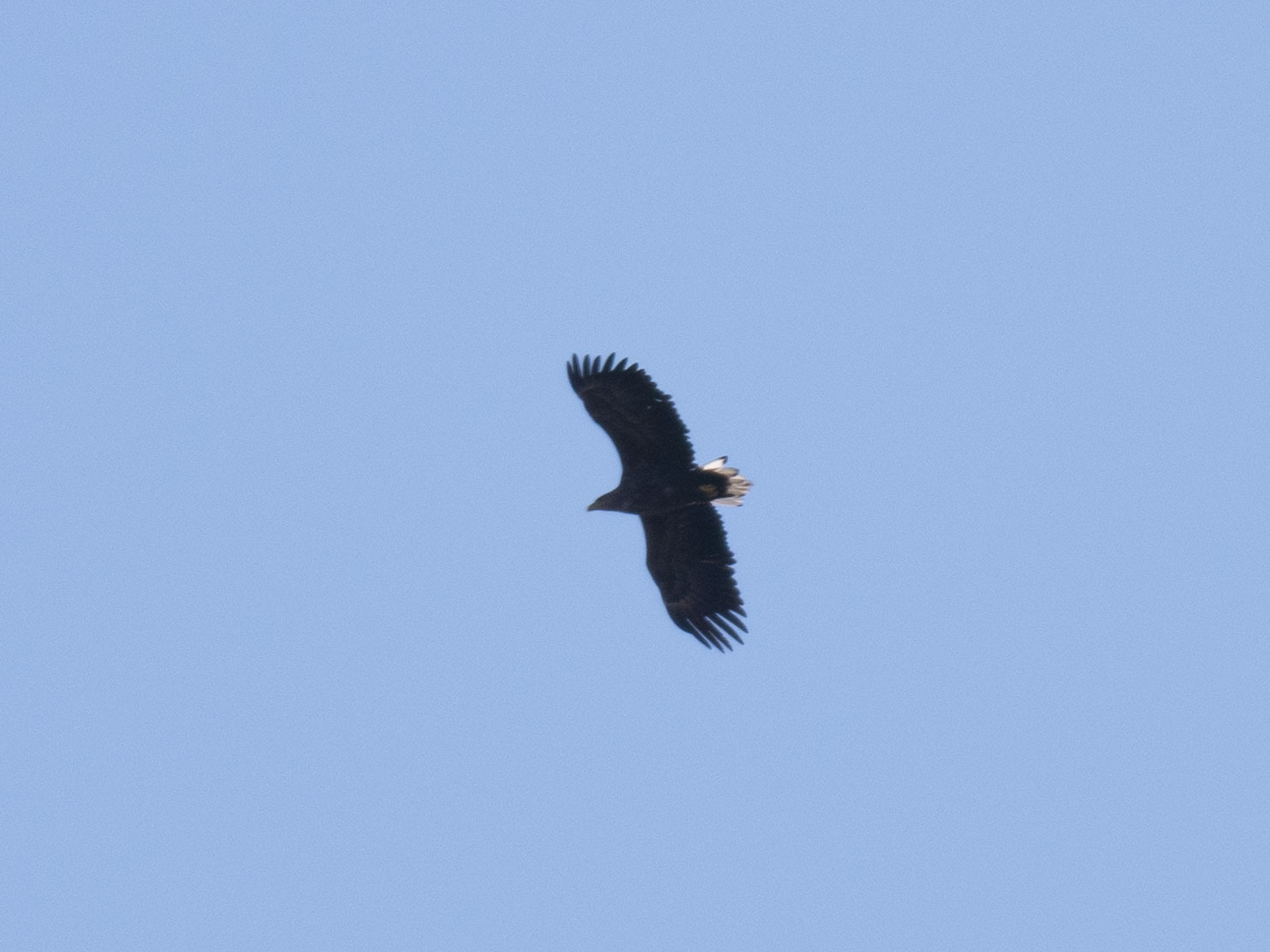 White-tailed Eagle