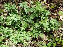 Cardamine maxima