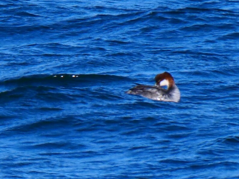 Smew