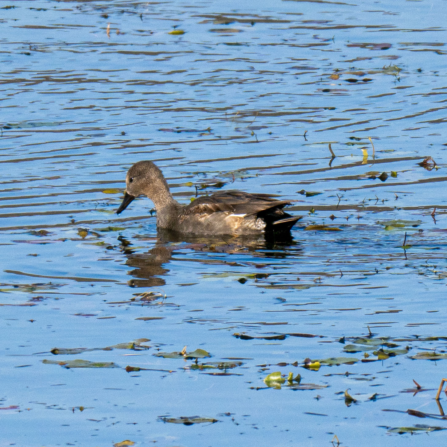 Gadwall