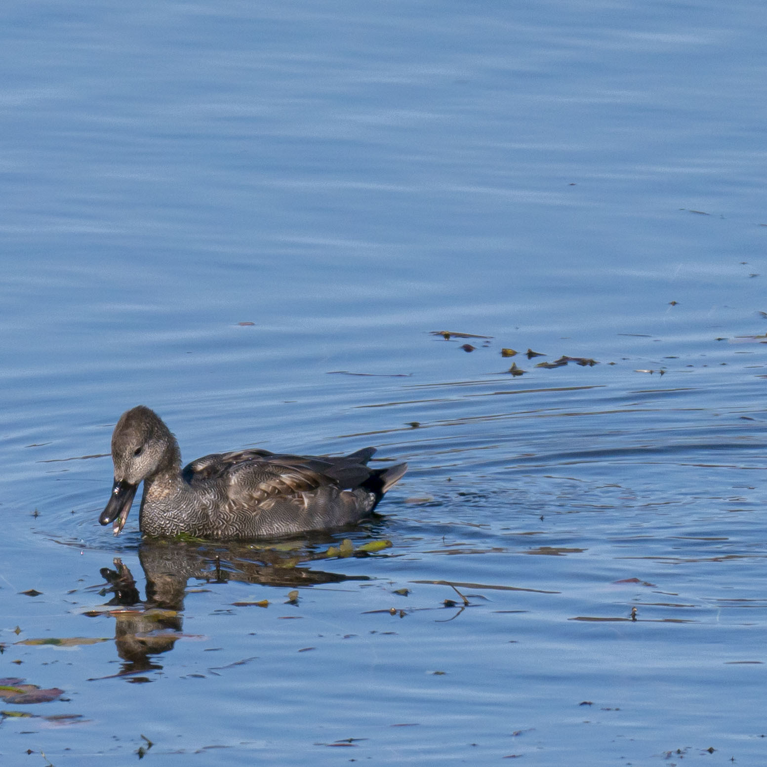 Gadwall