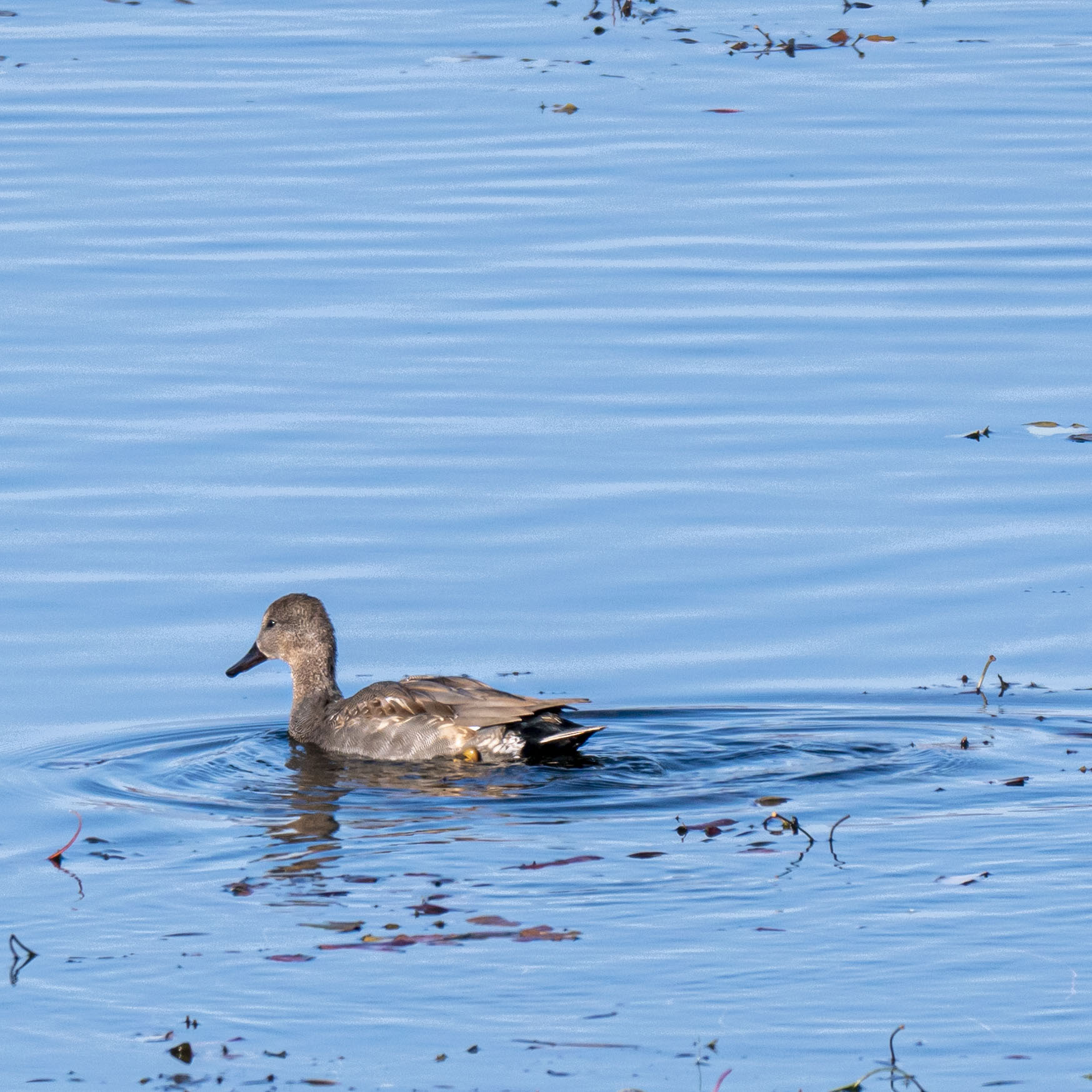 Gadwall
