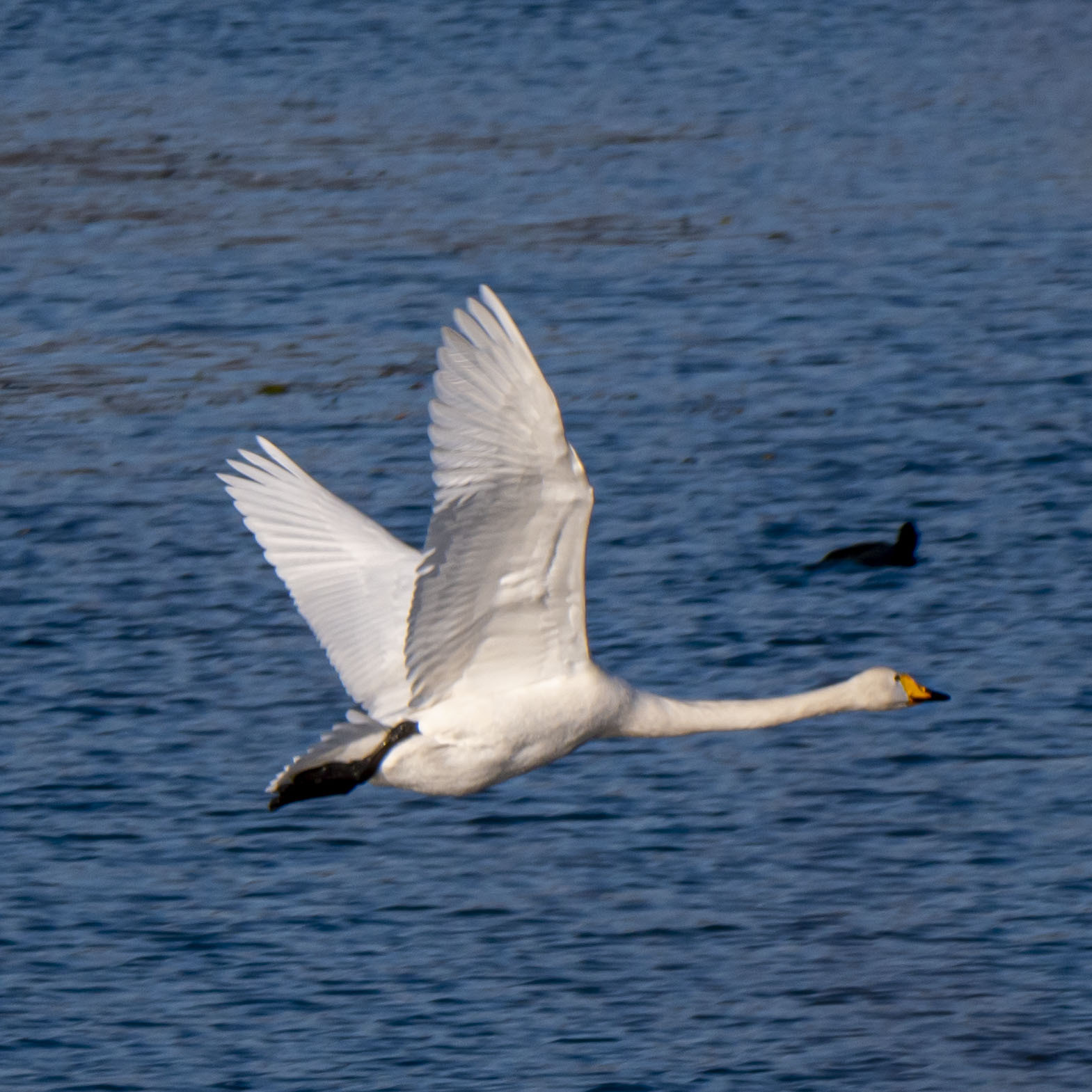 Whooper Swan