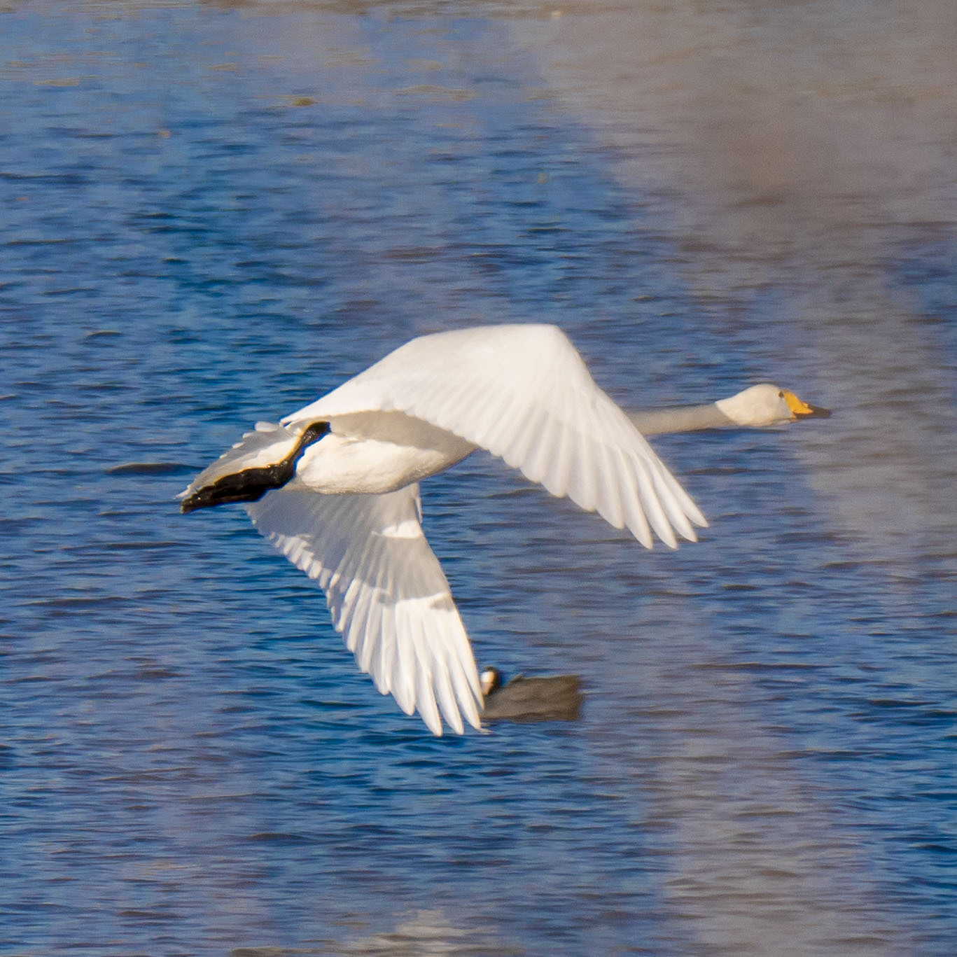 Whooper Swan