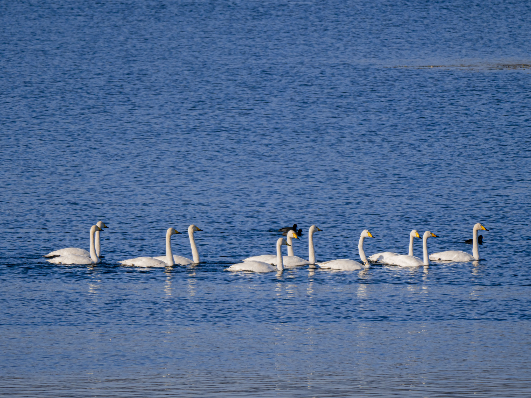 Whooper Swan