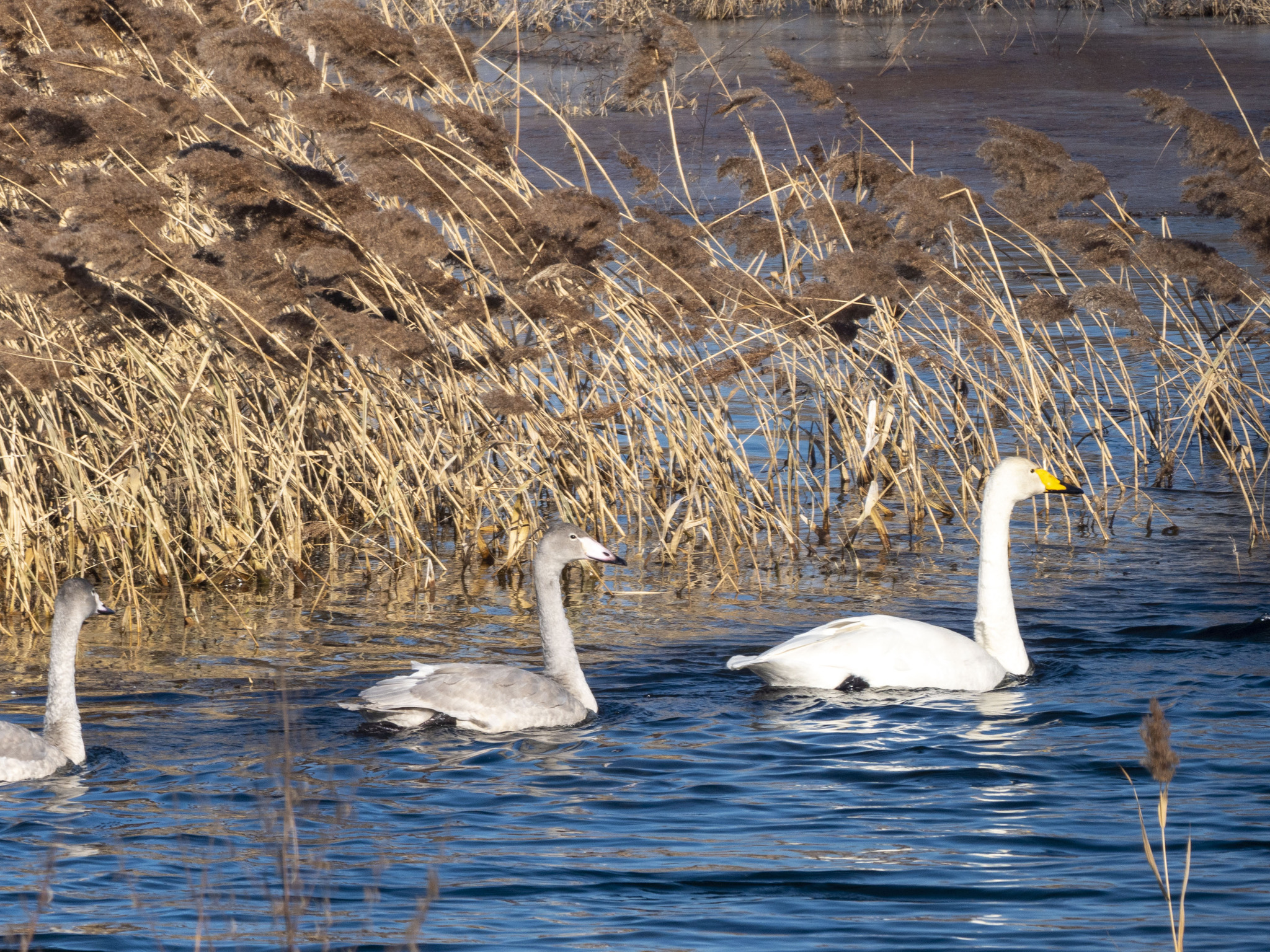Whooper Swan