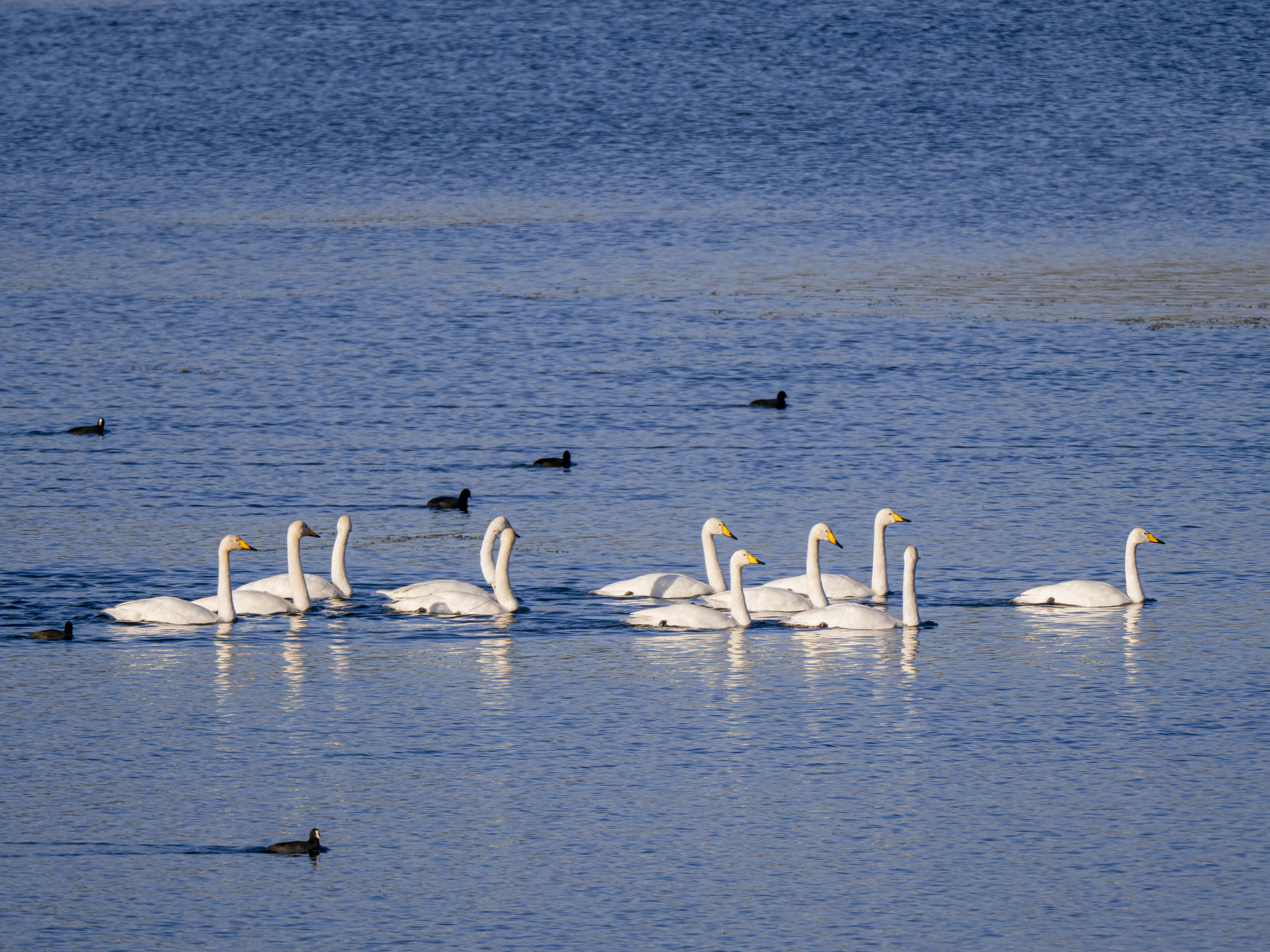 Whooper Swan