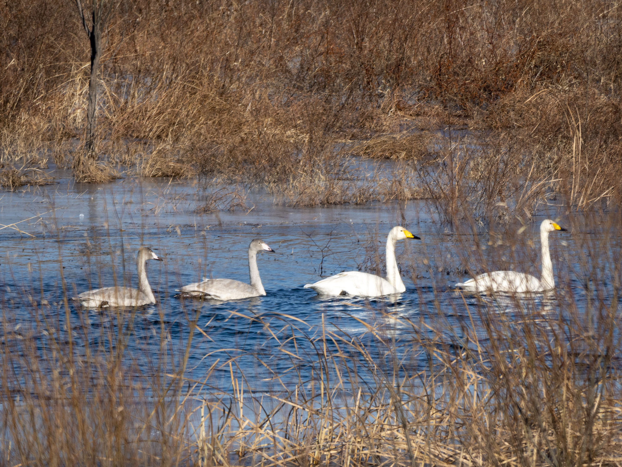 Whooper Swan