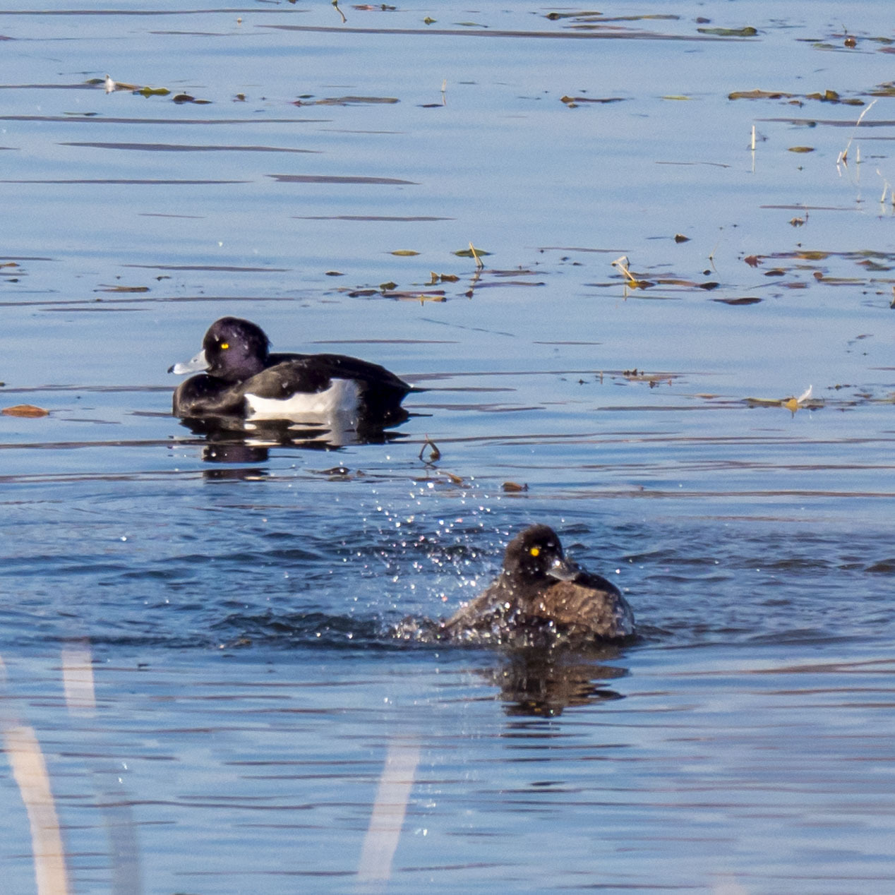 Tufted Duck