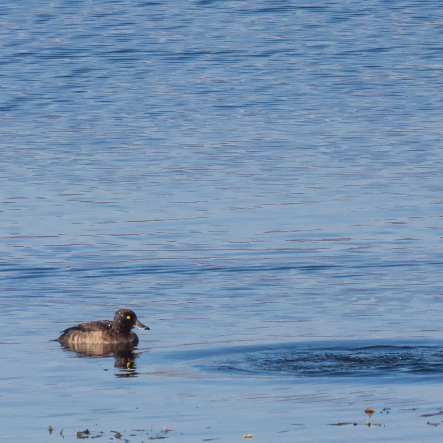 Tufted Duck
