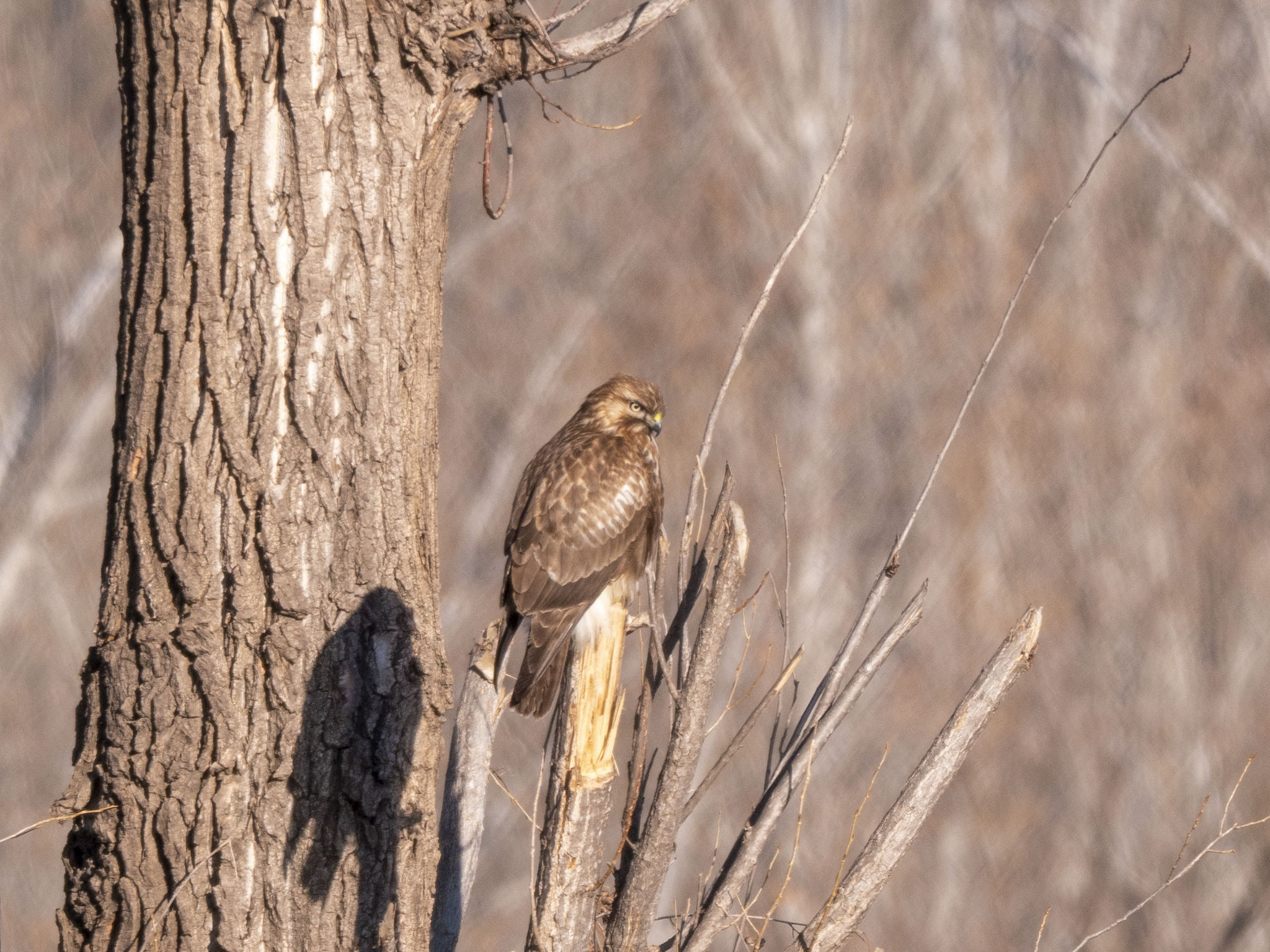 Eastern Buzzard