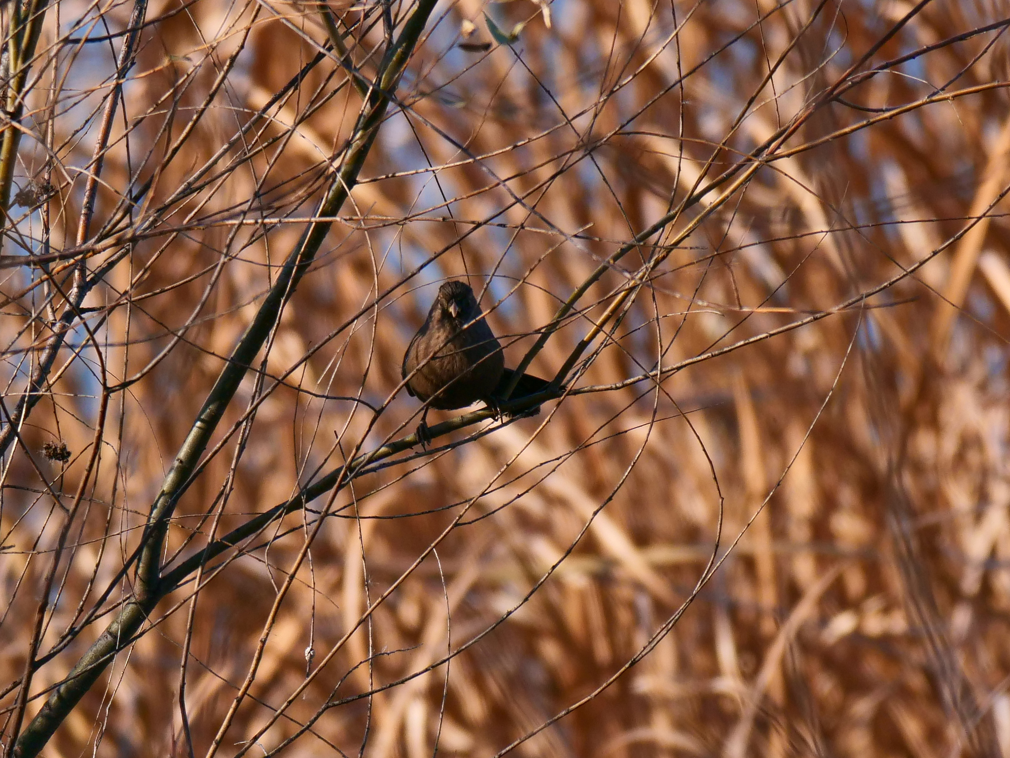 Plain Laughingthrush