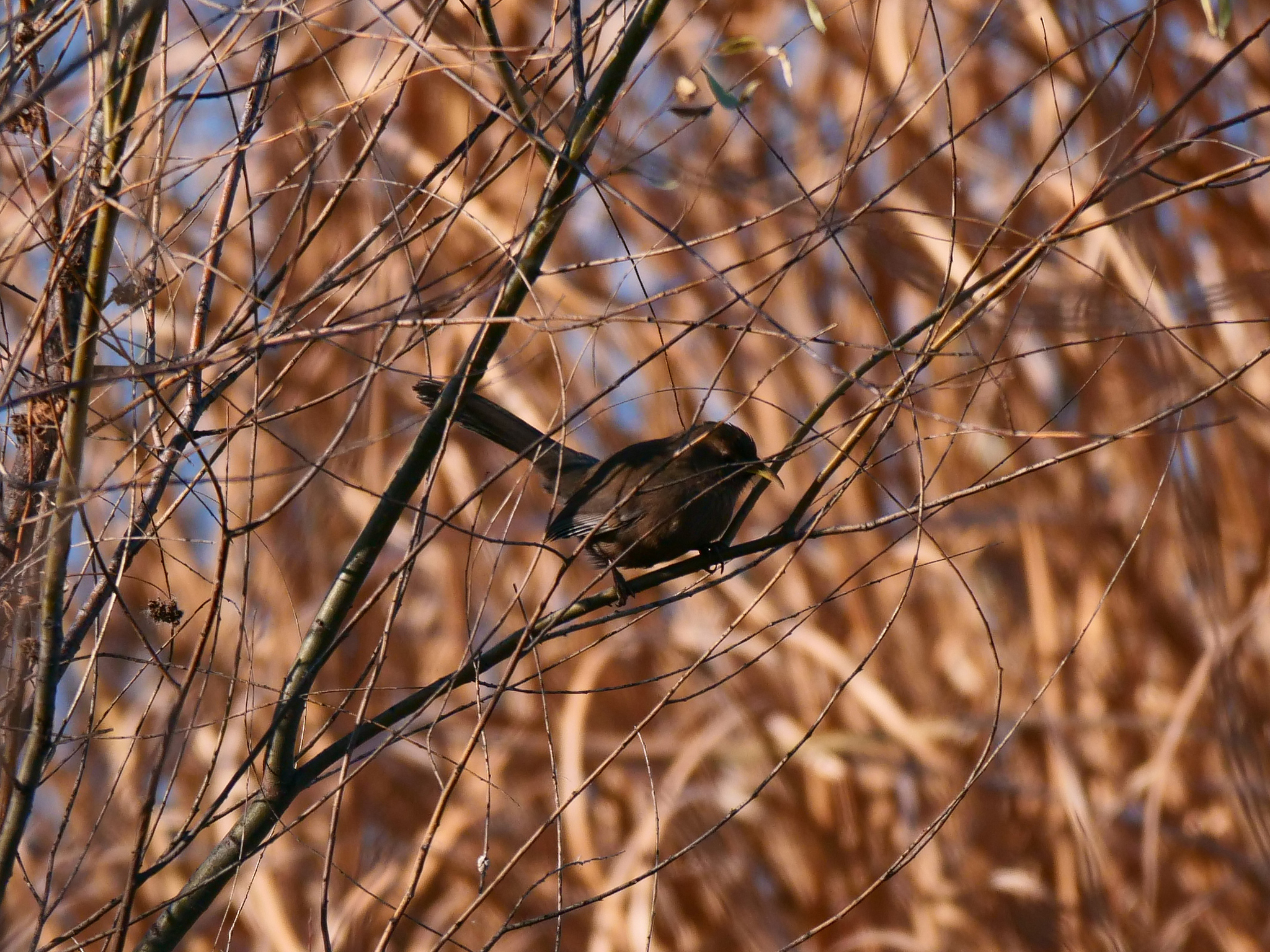 Plain Laughingthrush