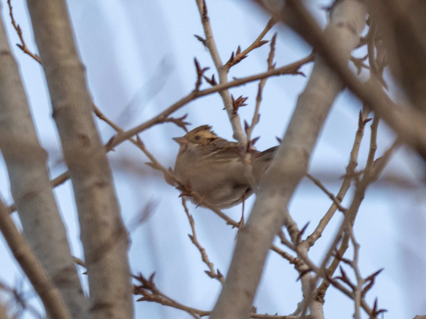 Rustic Bunting
