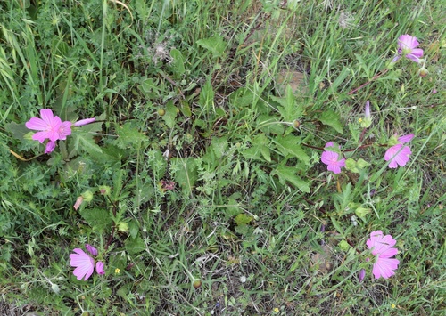 Soft-like Mallow (Malope malacoides)