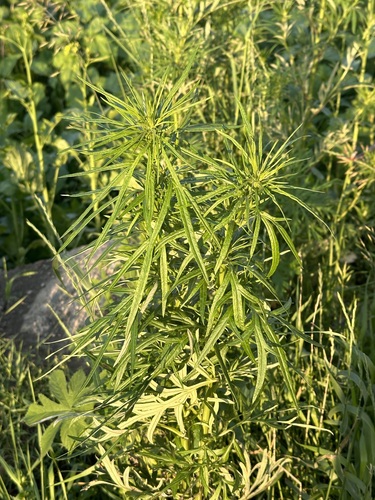 Image of Artemisia umbrosa by (c) Tatyana Petrenko, some rights reserved (CC BY)