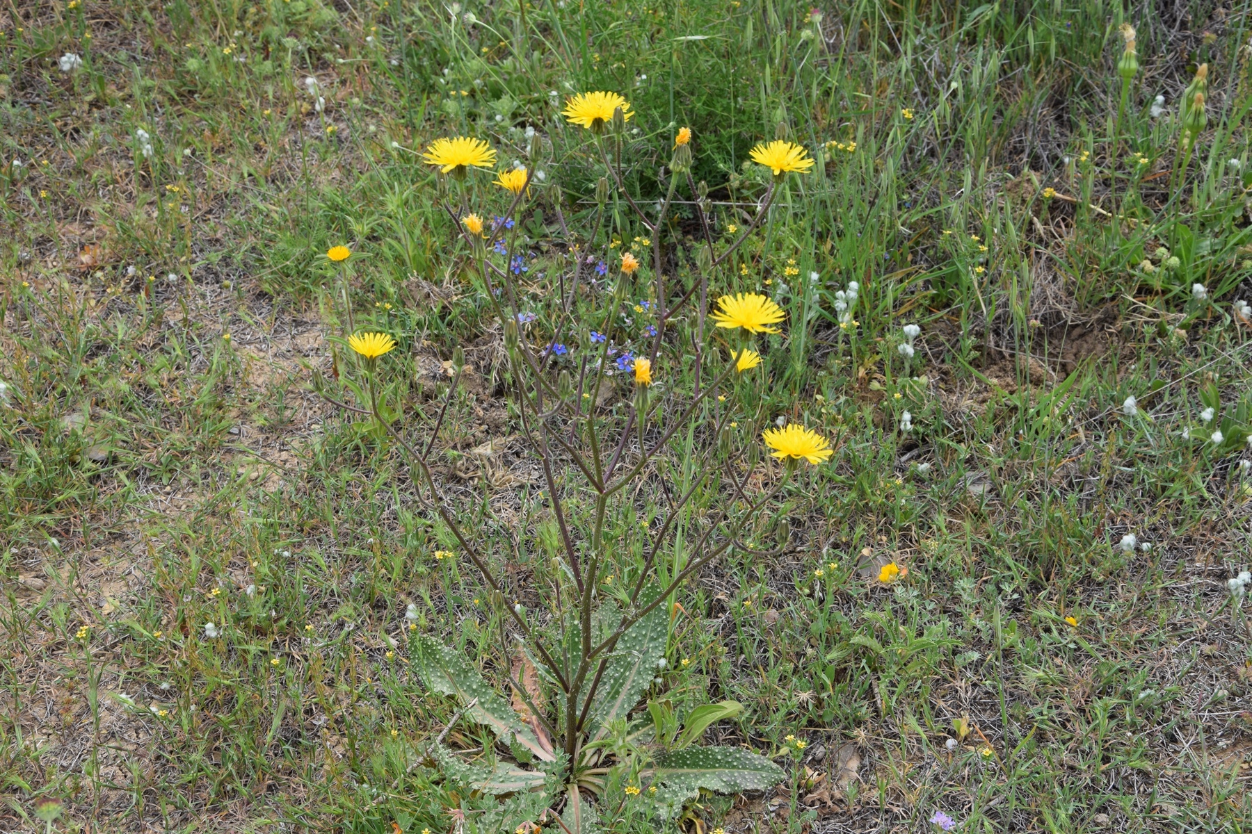 Helminthotheca aculeata