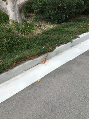 Masticophis flagellum piceus