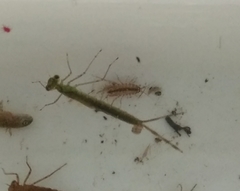 Lestes sponsa