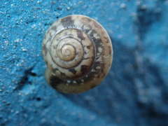 Hygromia cinctella