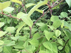 Reynoutria japonica