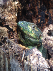 Iguanidae