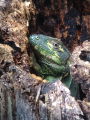 Iguanidae