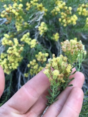 Ericameria cooperi