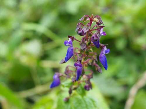 Coleus bojeri, photograph 5